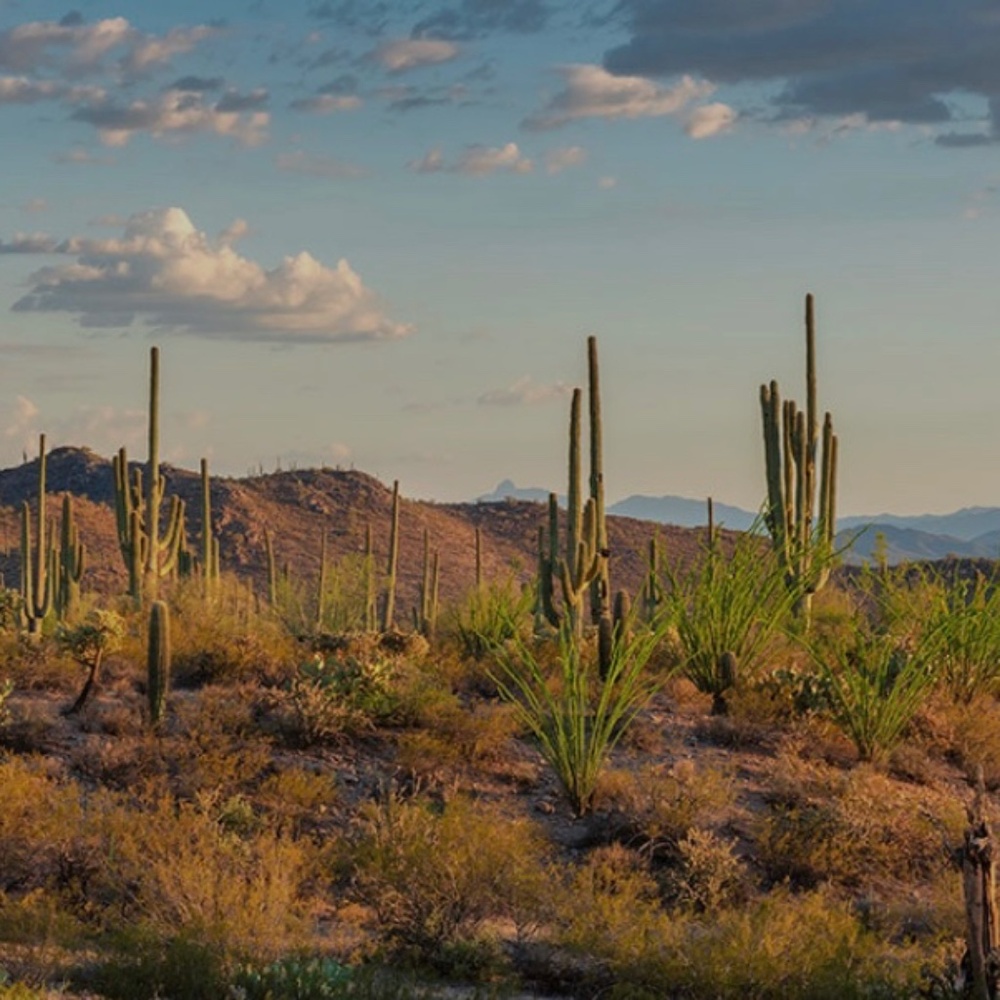 Jackson’s Surplus Goods